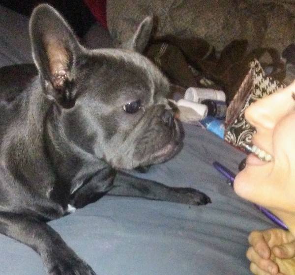 Image of frenchie, Lost Dog