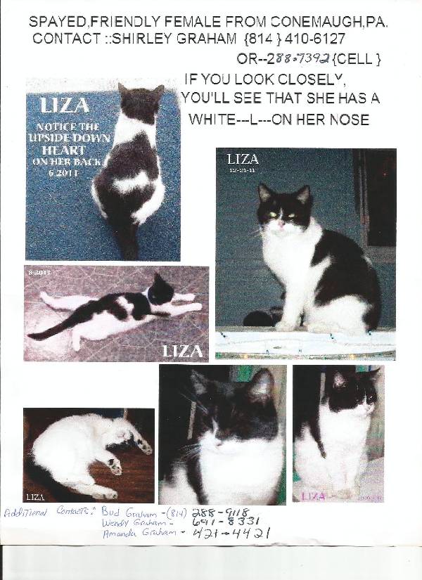 Image of LIZA, Lost Cat