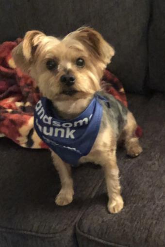 Image of Teddy , Lost Dog