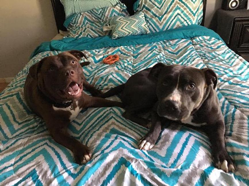 Image of Hersheys & snickers, Lost Dog