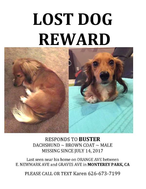 Image of BUSTER, Lost Dog