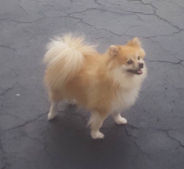 Image of bella, Lost Dog