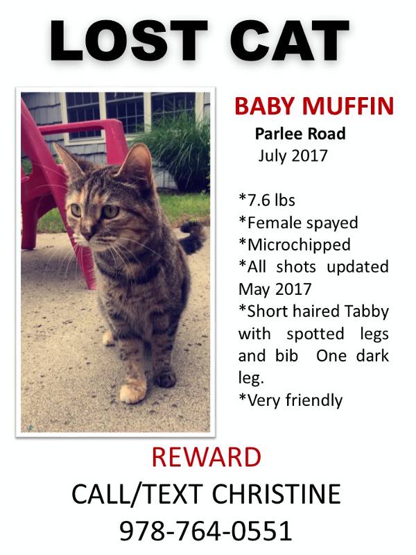 Image of Baby Muffin, Lost Cat