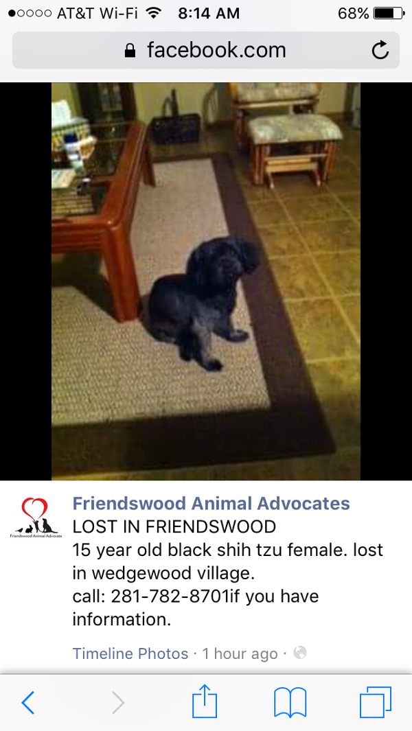 Image of pudgie, Lost Dog
