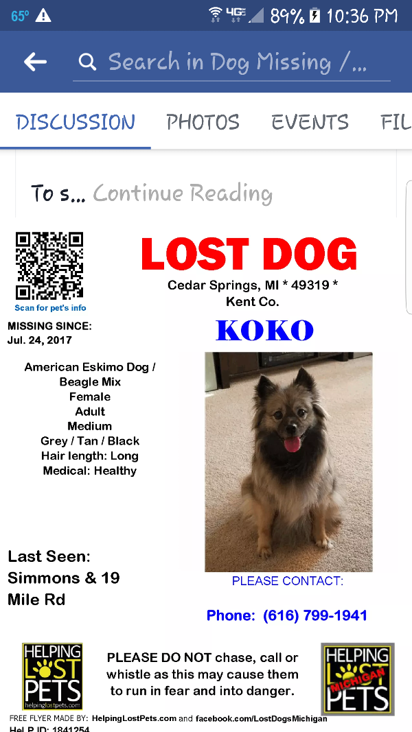 Image of Koko, Lost Dog