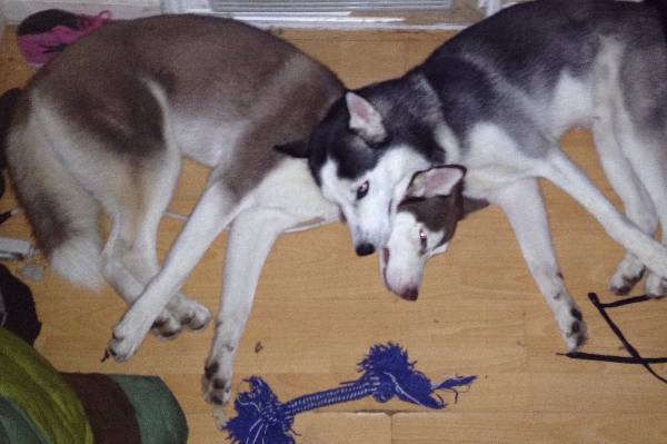 Image of Shine & twighlight, Lost Dog