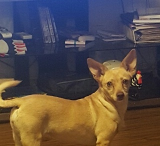 Image of Daysi, Lost Dog