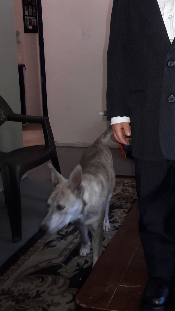 Image of Wolfy, Found Dog