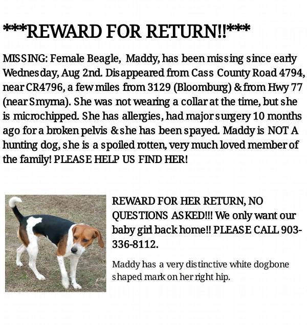 Image of MADDY, Lost Dog