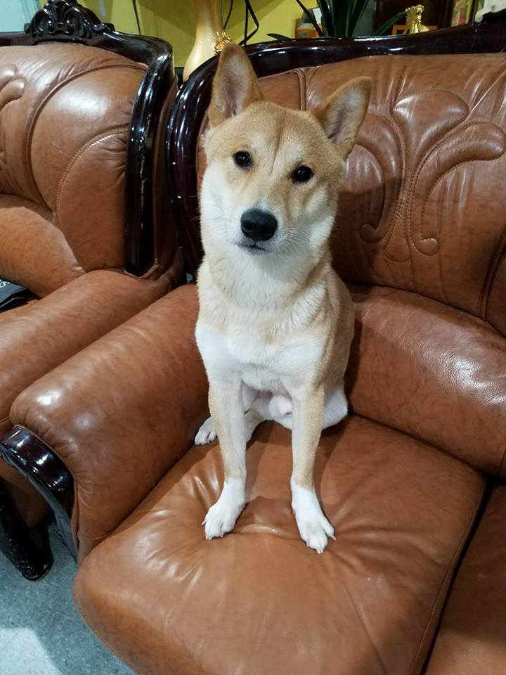Image of Kyo, Lost Dog