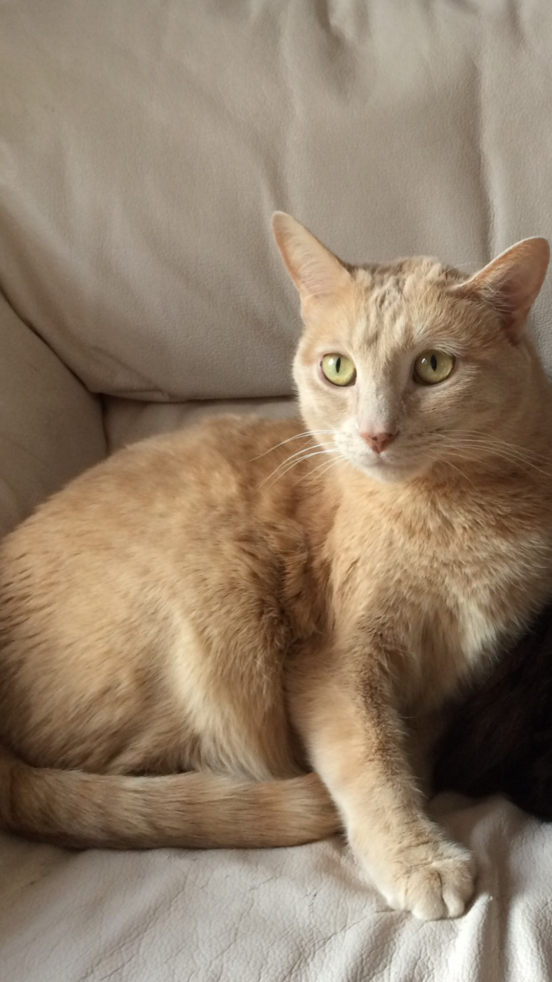 Image of Kitzy, Lost Cat
