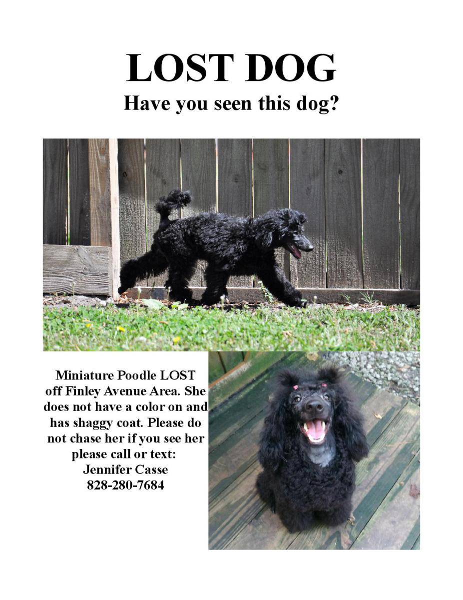 Image of Veronica, Lost Dog