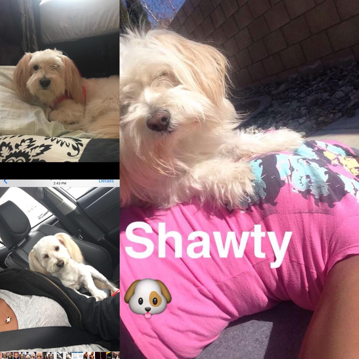 Image of Shawty, Lost Dog