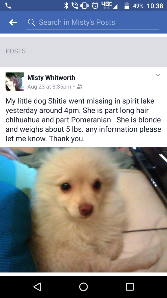 Image of Shitia, Lost Dog