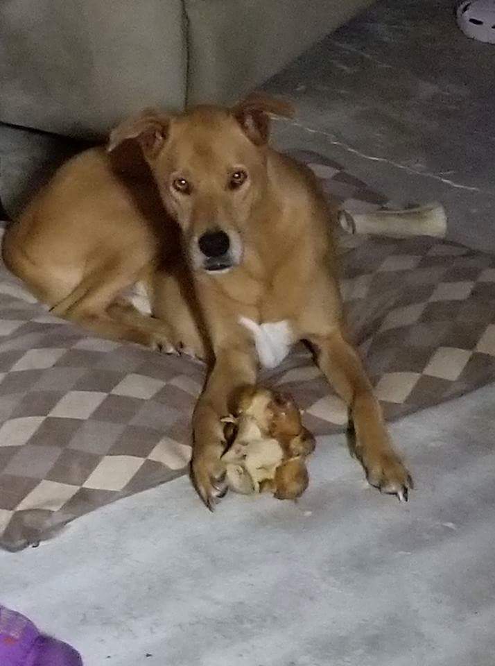 Image of gir puppy, Lost Dog