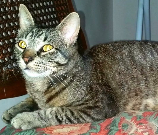 Image of Archer, Lost Cat
