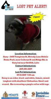 Image of DAISY, Lost Dog