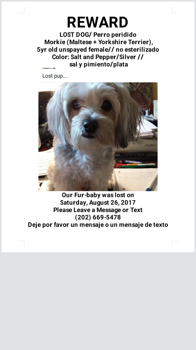 Image of Minxy, Lost Dog