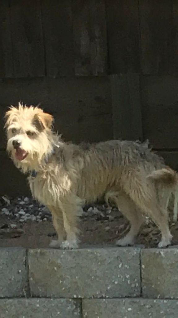 Image of Tin Tin, Lost Dog