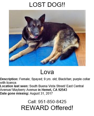 Image of Lova, Lost Dog