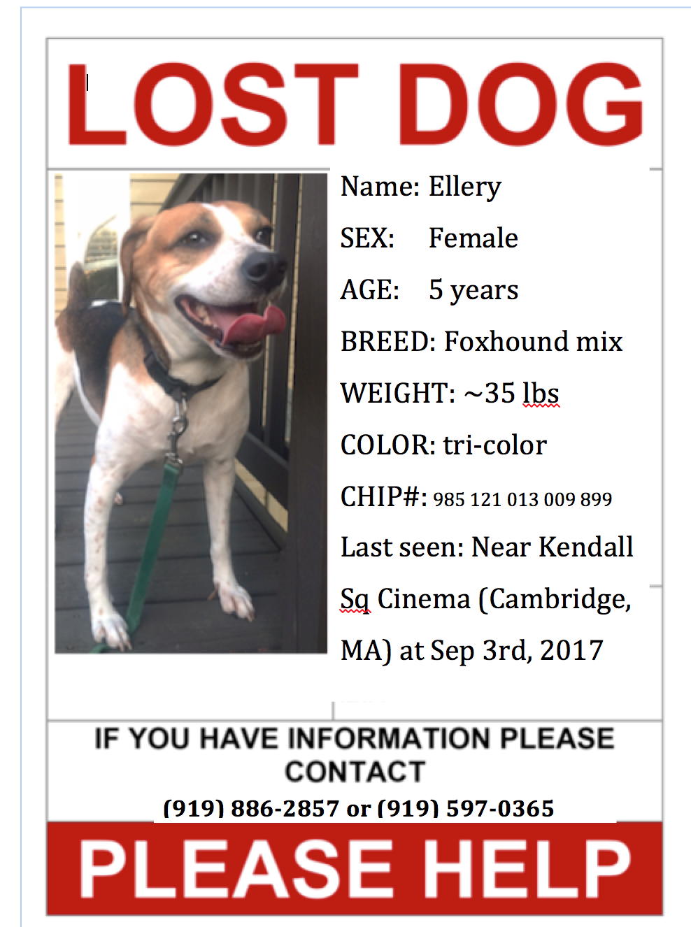 Image of Ellery, Lost Dog