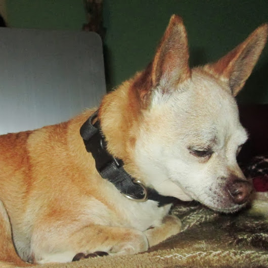 Image of Chicha, Lost Dog