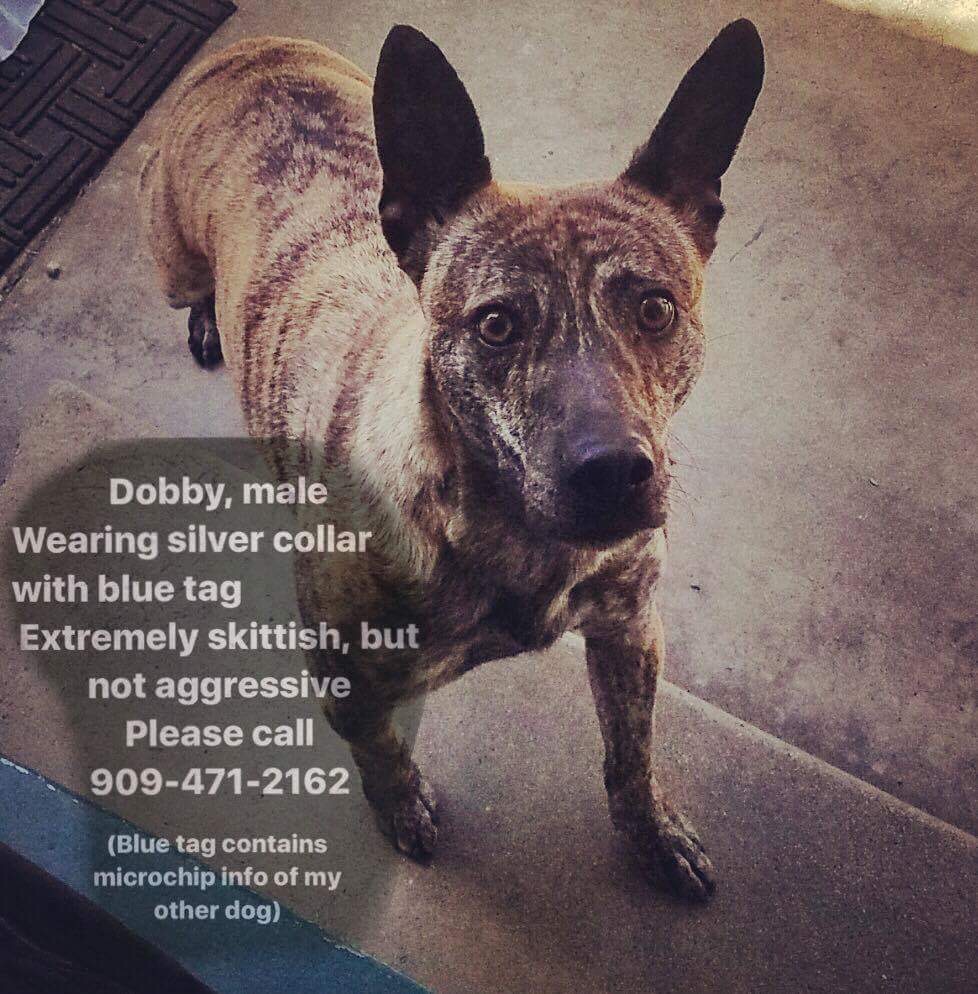 Image of Dobby/ Montana, Lost Dog