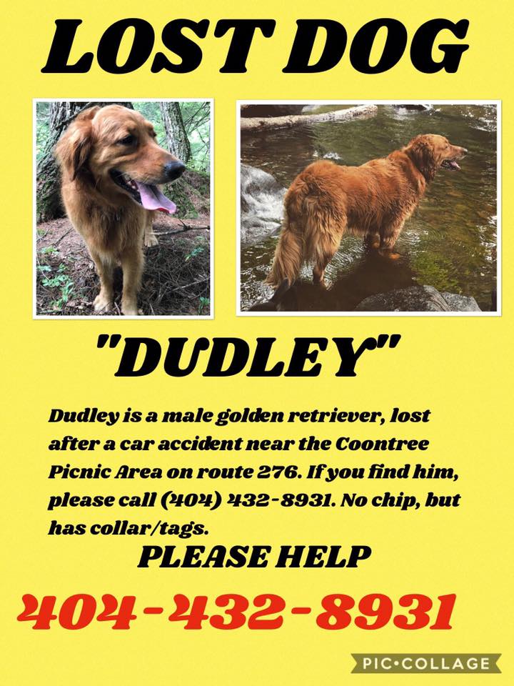 Image of Dudley Pond, Lost Dog