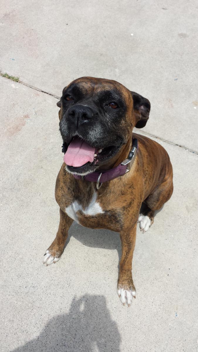 Image of Boxer, Lost Dog