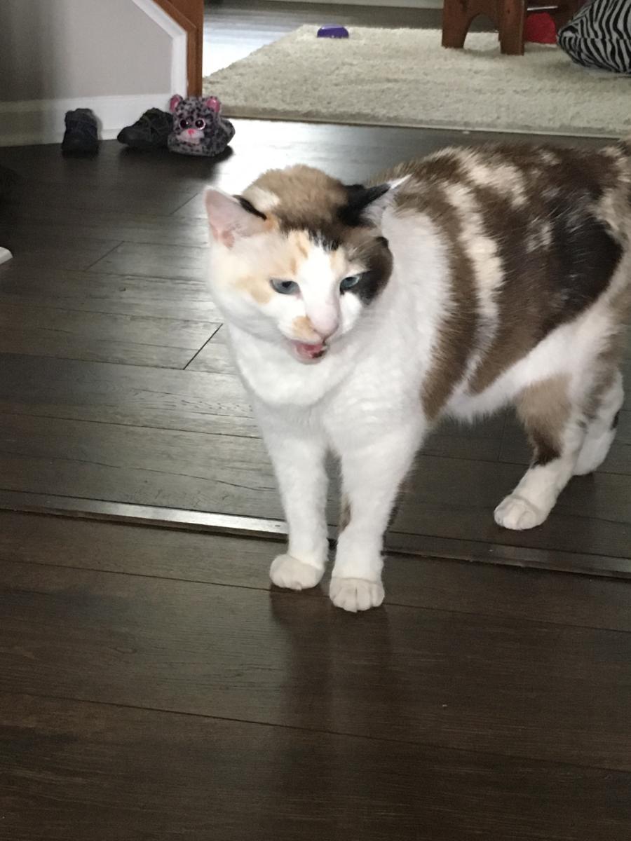 Image of Carrie, Lost Cat