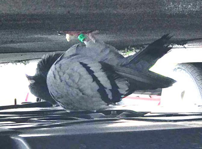 Image of Pigeon w/ tag #12259, Found Bird