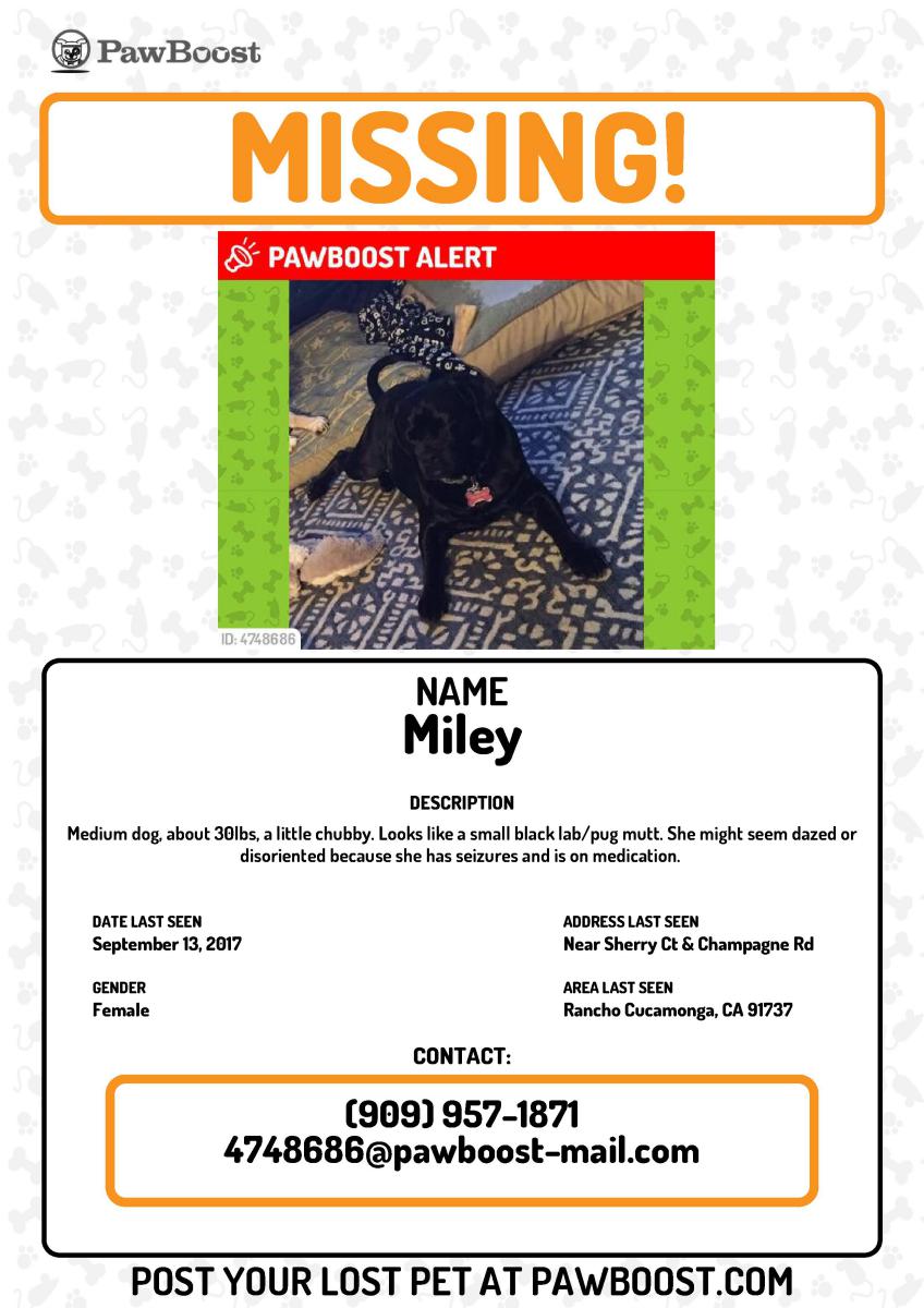 Image of Miley, Lost Dog