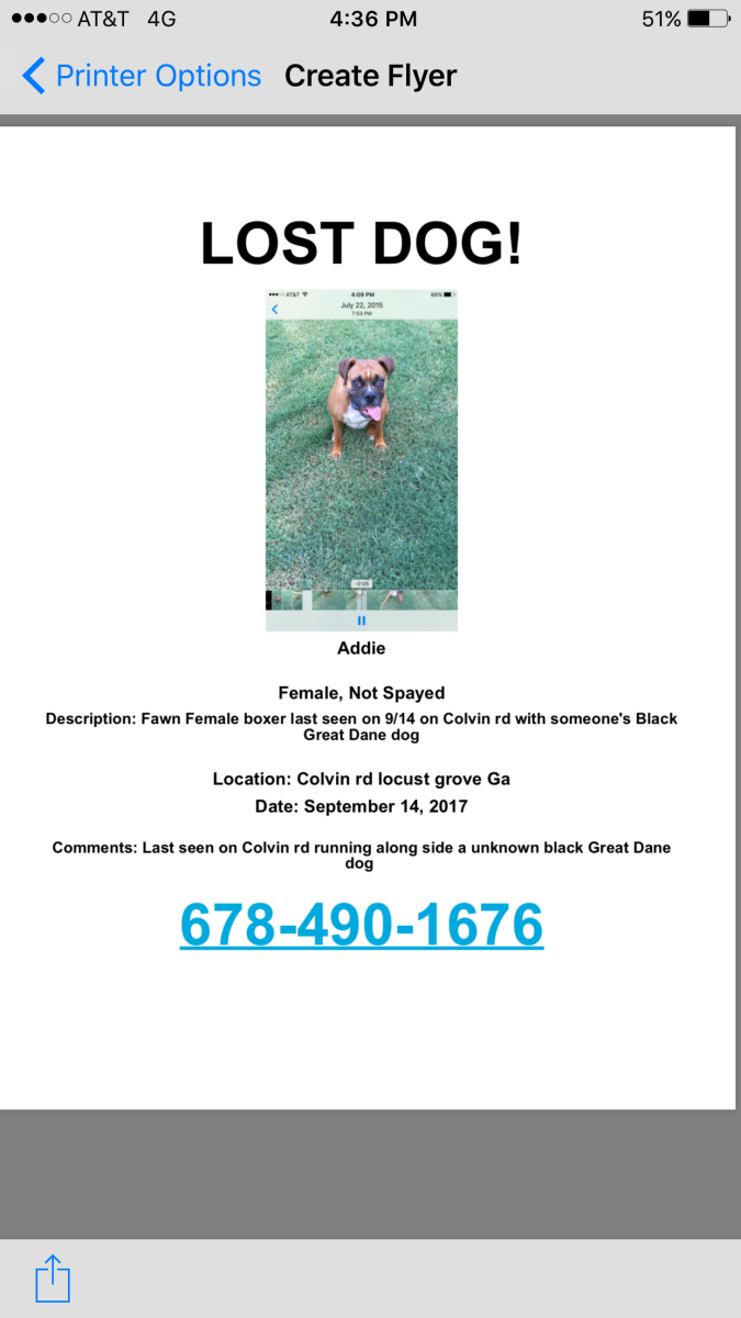 Image of Addie, Lost Dog