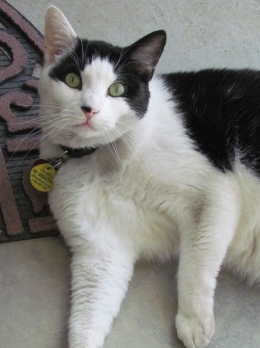 Image of Whiley, Lost Cat