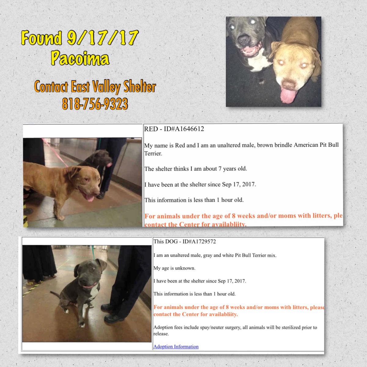 Image of Red, Found Dog
