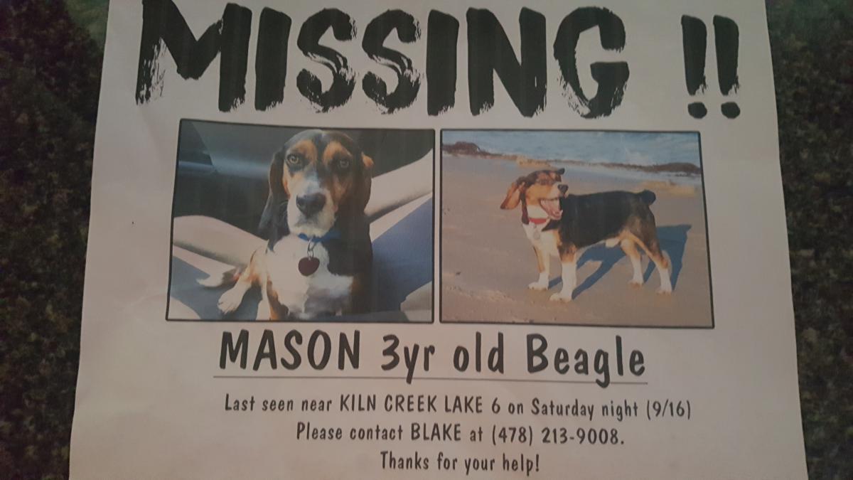 Image of Mason, Lost Dog
