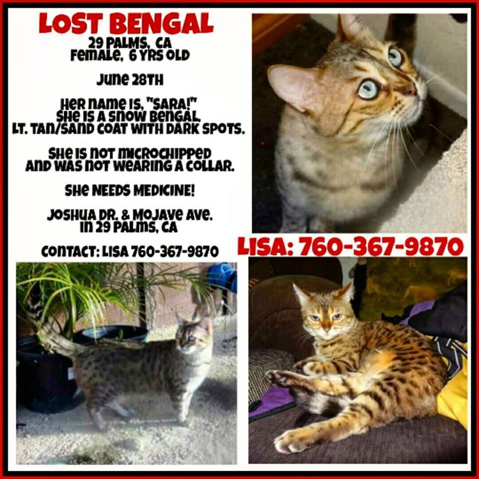 Image of Bengal Cat Takes Meds!, Lost Cat