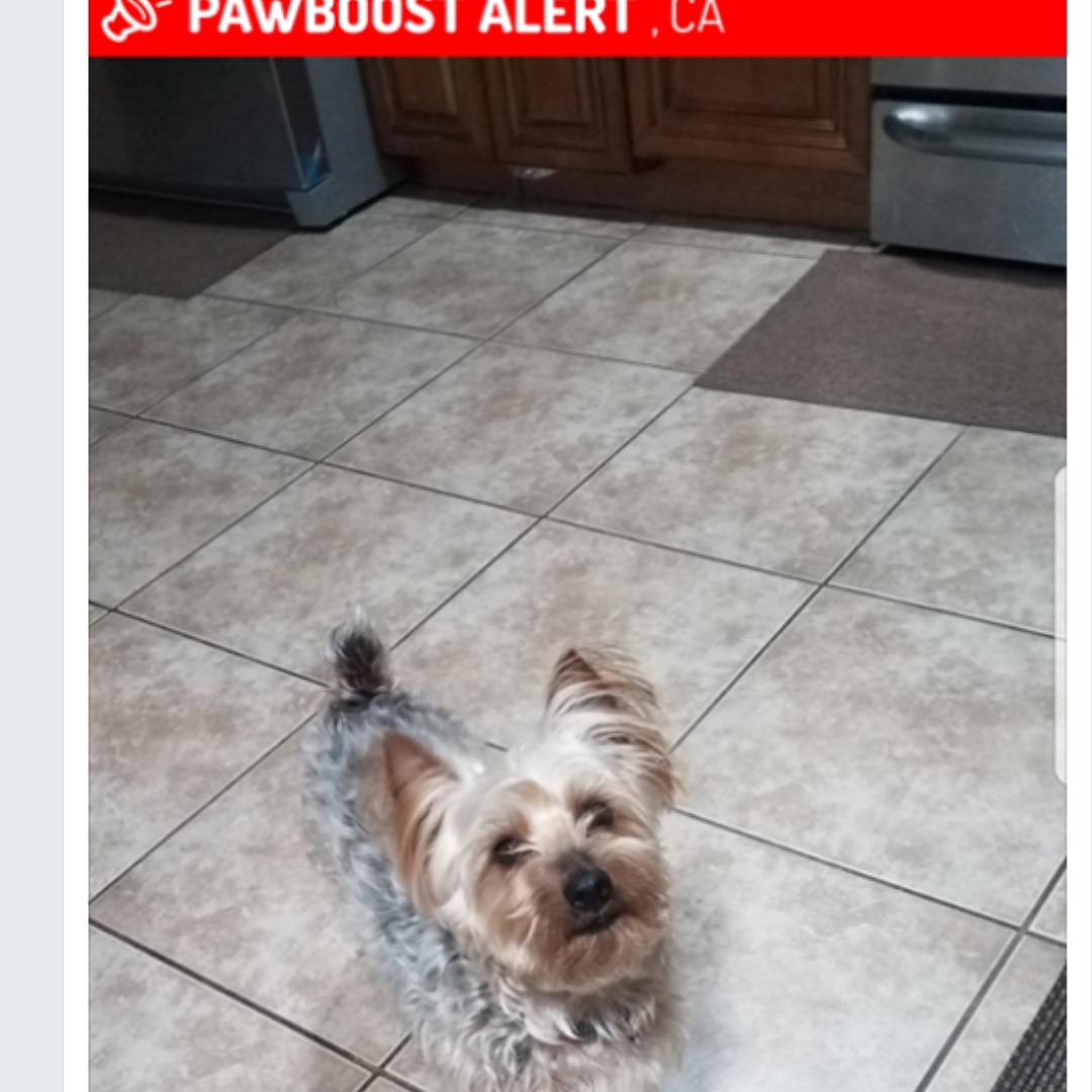 Image of Maxie, Lost Dog