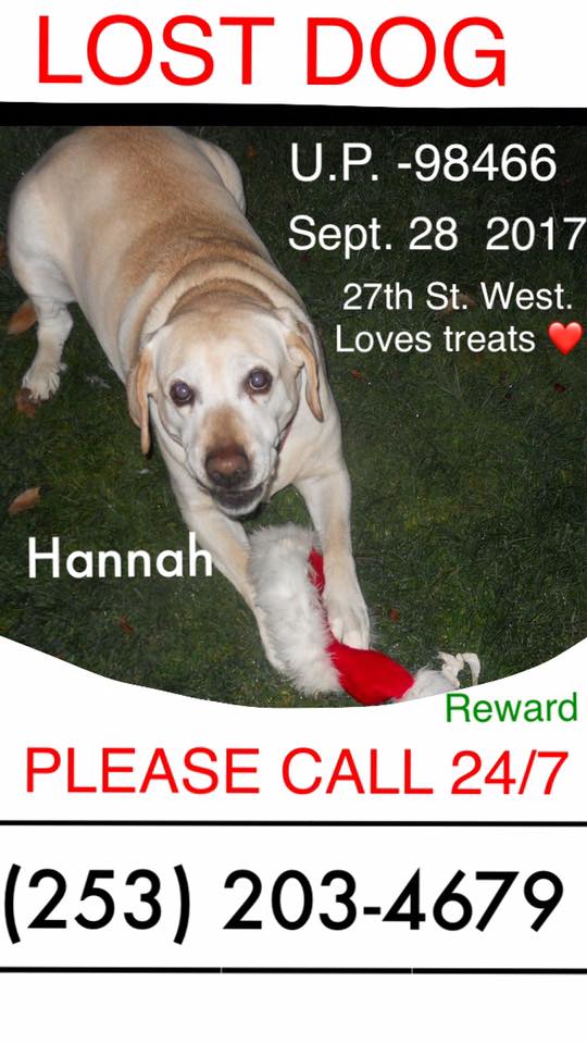 Image of Hannah, Lost Dog