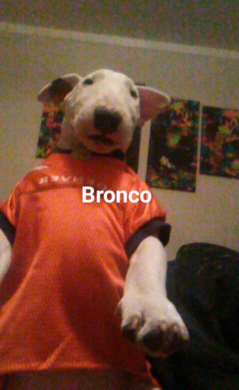 Image of Bronco, Lost Dog