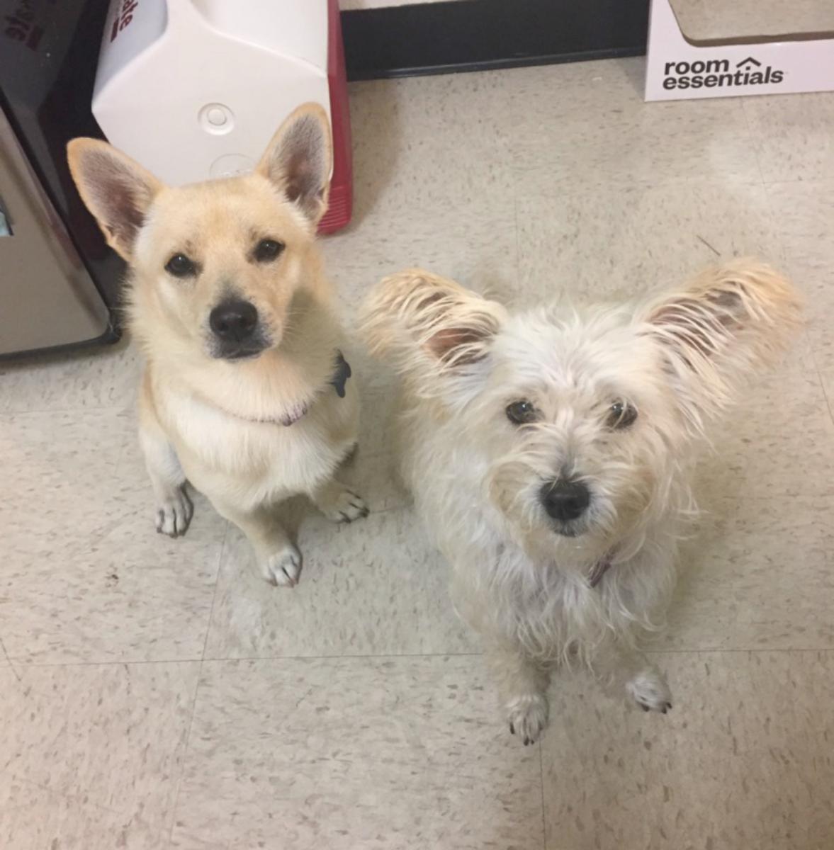 Image of Dogs, Found Dog