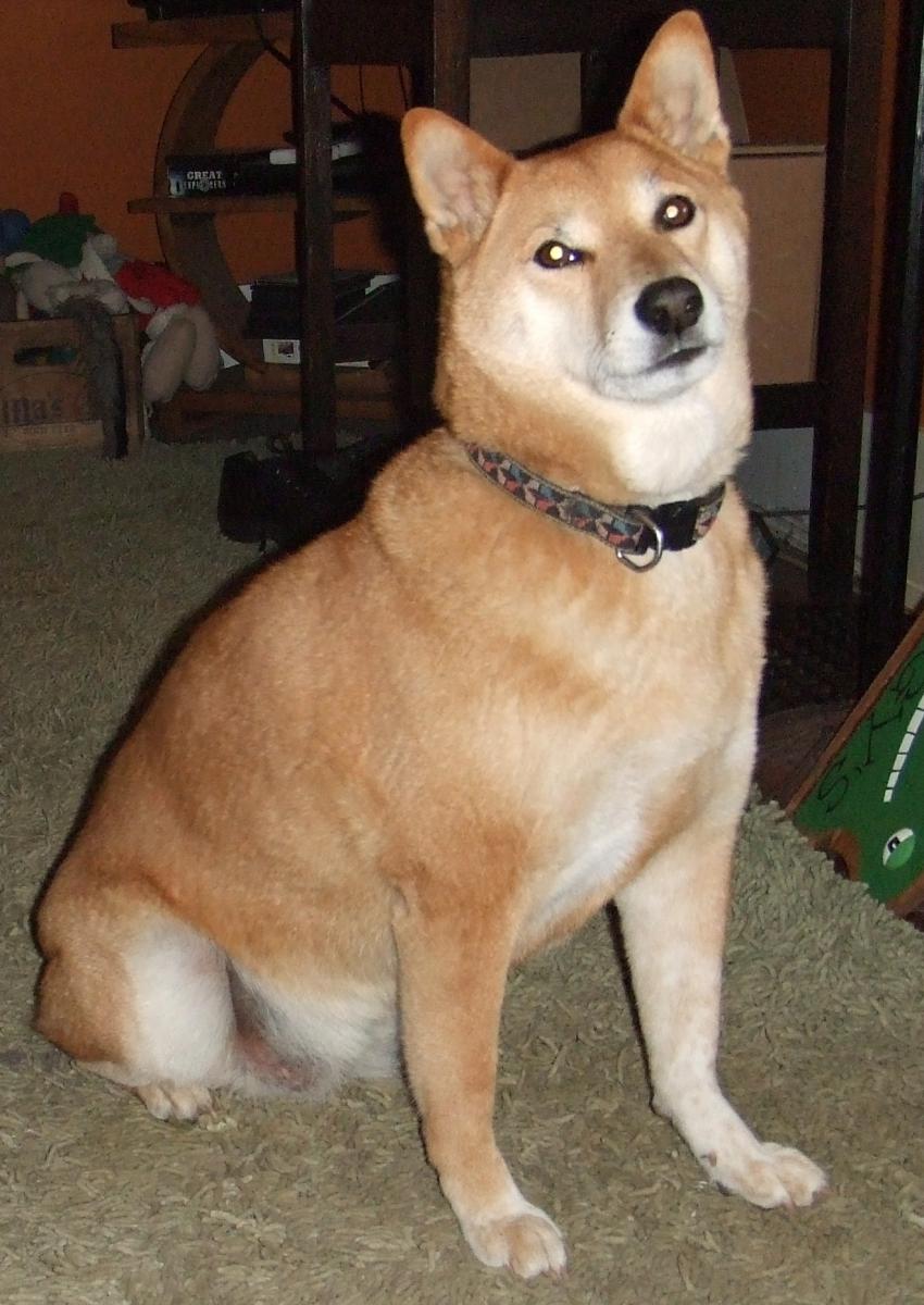 Image of Zoshi, Lost Dog