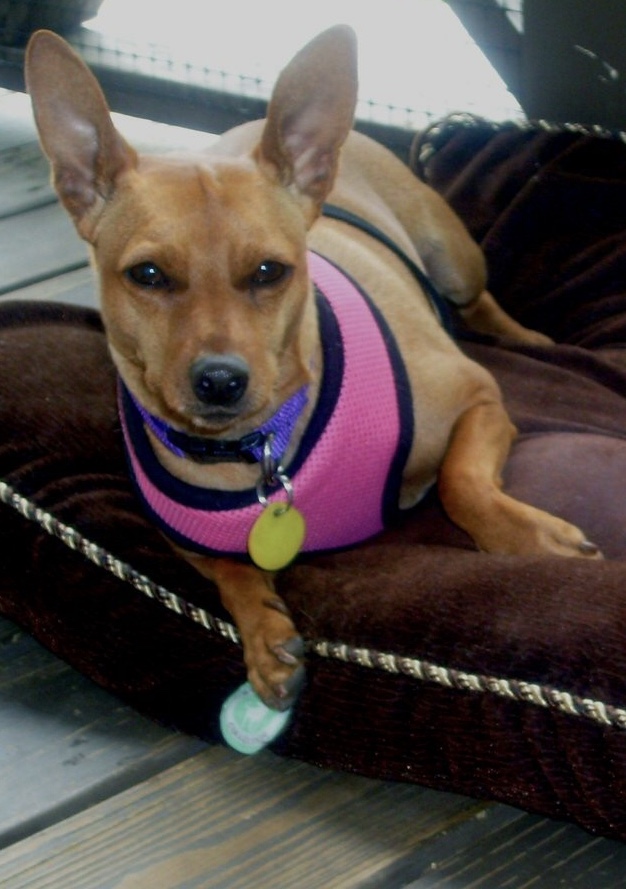 Image of Swoozie, Lost Dog