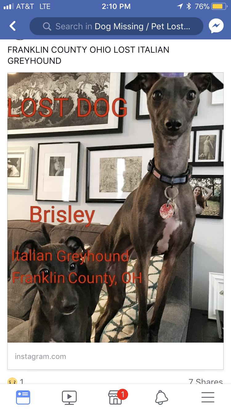 Image of Brisley, Lost Dog