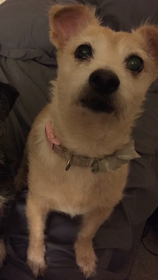 Image of abby, Lost Dog