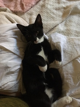 Image of mickey, Lost Cat