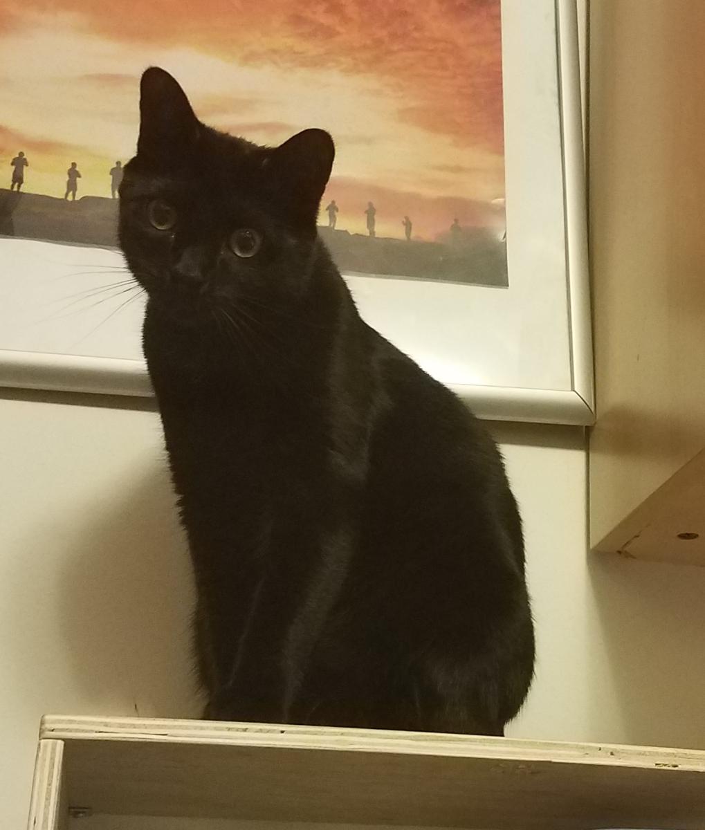 Image of Terrence, Lost Cat