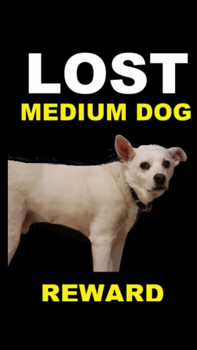 Image of Deegan, Lost Dog
