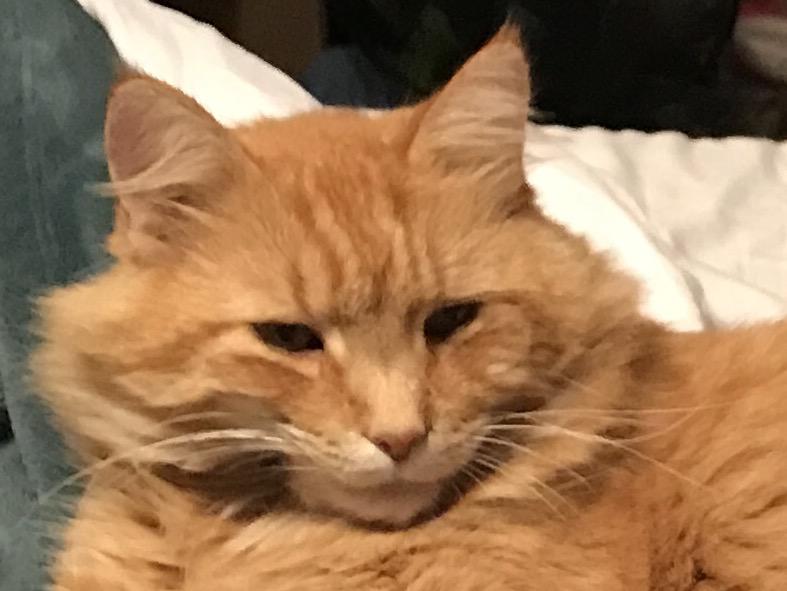 Image of HOBBES, Lost Cat