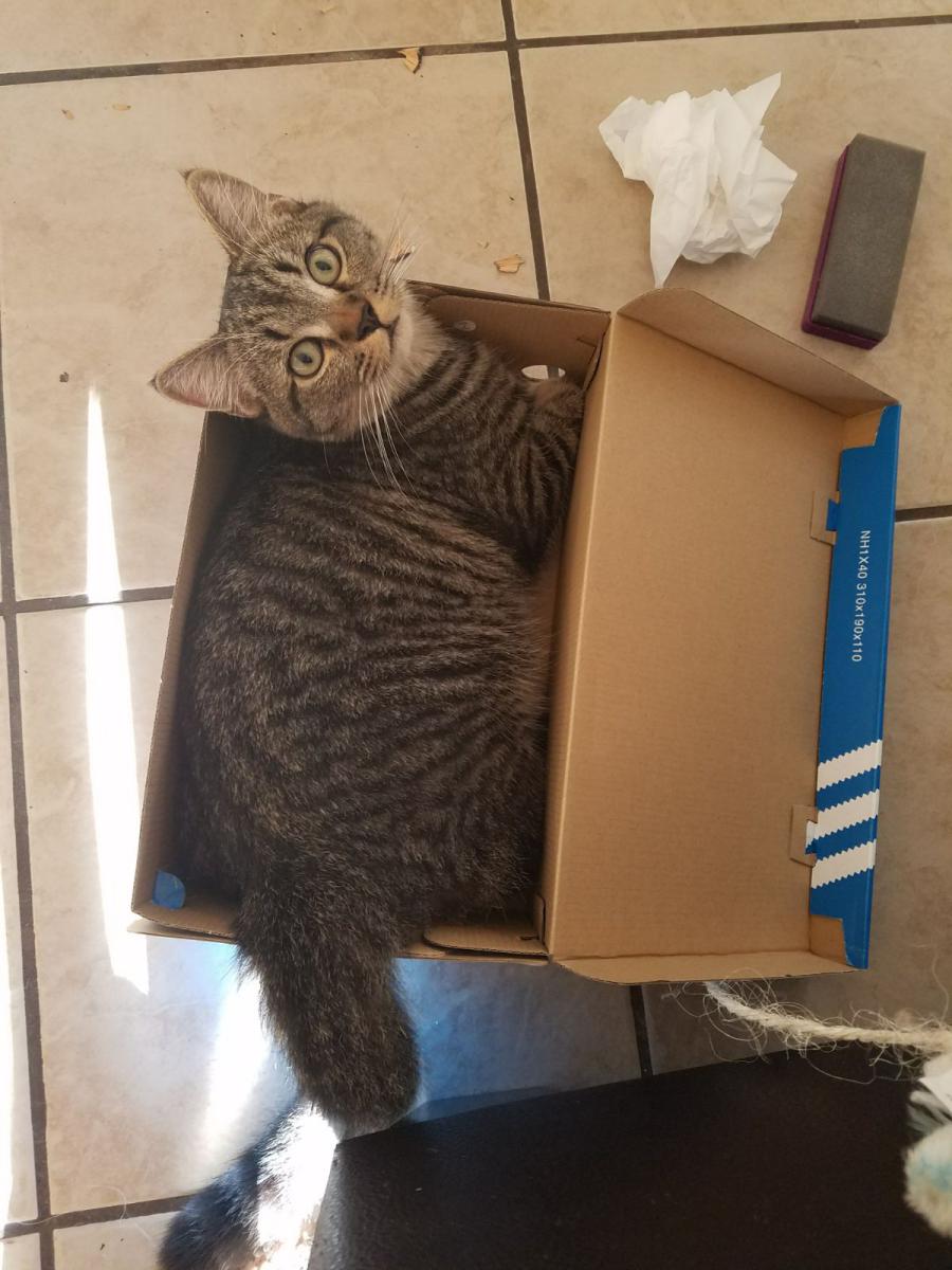 Image of Dybala, Lost Cat